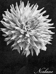 Dahlia ' NORLANE '  (L.D.)  (Dark Pink Blends)   Ballego  NL  1956     (Ballego 1961-62)